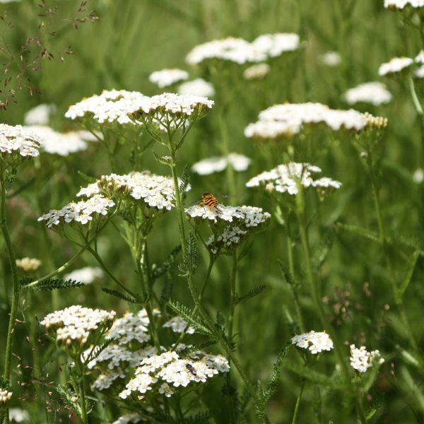 Yarrow Tincture