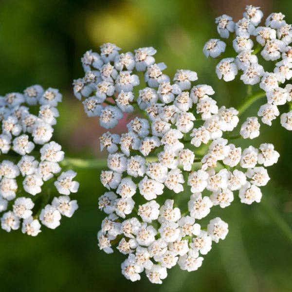 Yarrow